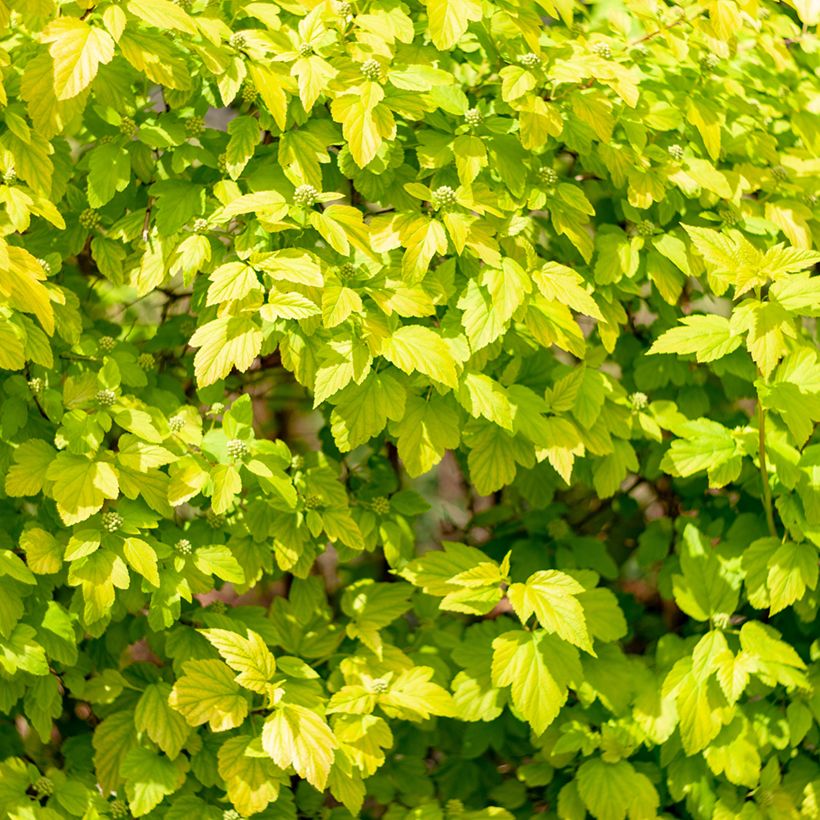 Physocarpus opulifolius Tiny Wine Gold - Ninebark (Foliage)