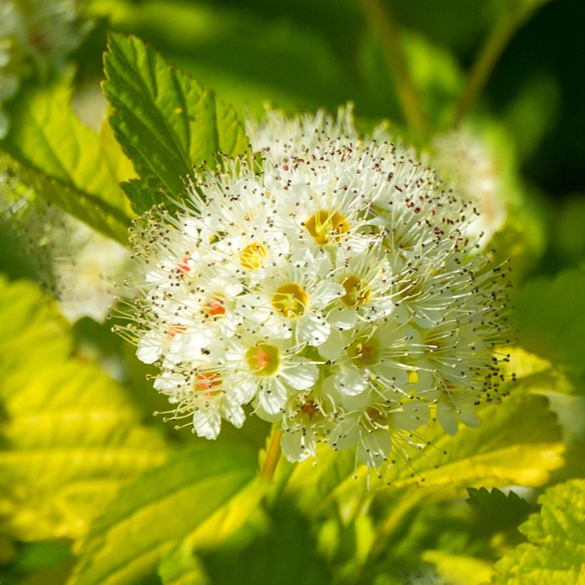 Physocarpus opulifolius Tiny Wine Gold - Ninebark (Flowering)