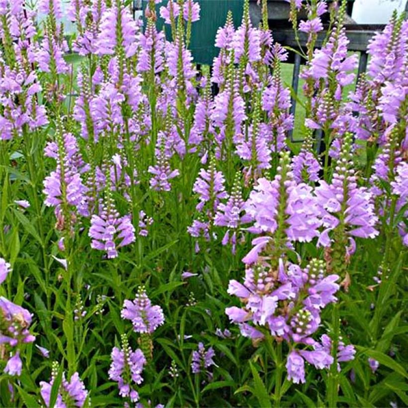 Physostegia virginiana Bouquet Rose - Obedient Plant (Flowering)