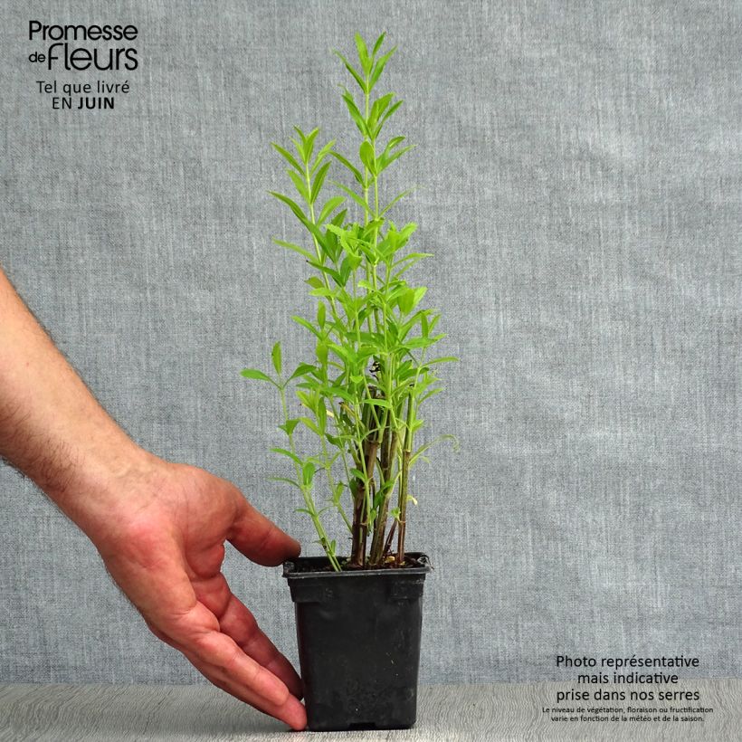 Physostegia virginiana Bouquet Rose - Obedient Plant 7/8 cm pot sample as delivered in summer
