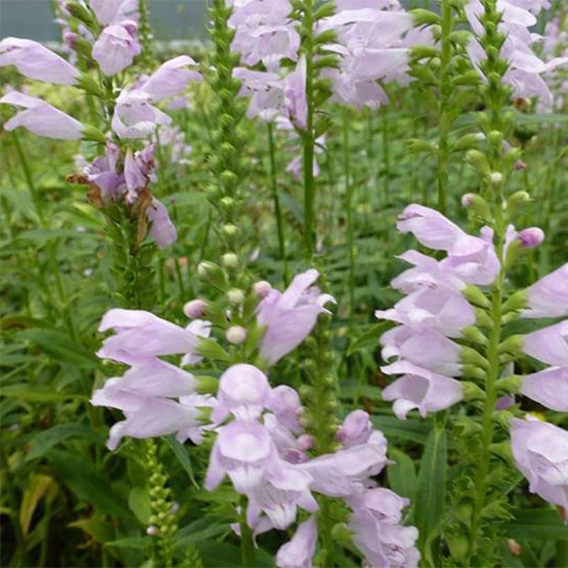 Physostegia virginiana Galadriel - Obedient Plant (Flowering)