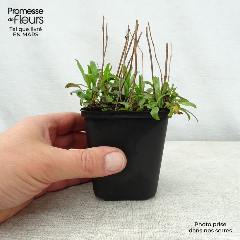 Physostegia virginiana Galadriel - Obedient Plant 8/9 cm pot sample as delivered in spring