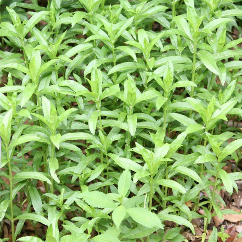 Physostegia virginiana Summer Snow - Obedient Plant (Foliage)