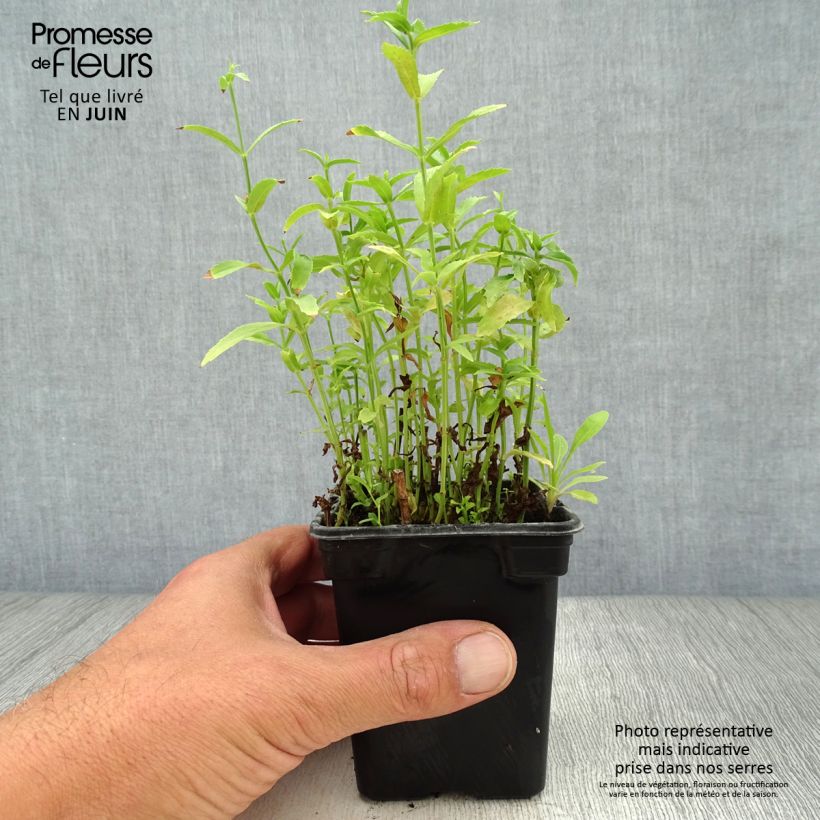 Physostegia virginiana Summer Snow - Obedient Plant 7/8 cm pot sample as delivered in summer