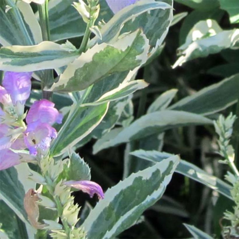 Physostegia virginiana Variegata - Obedient Plant (Foliage)