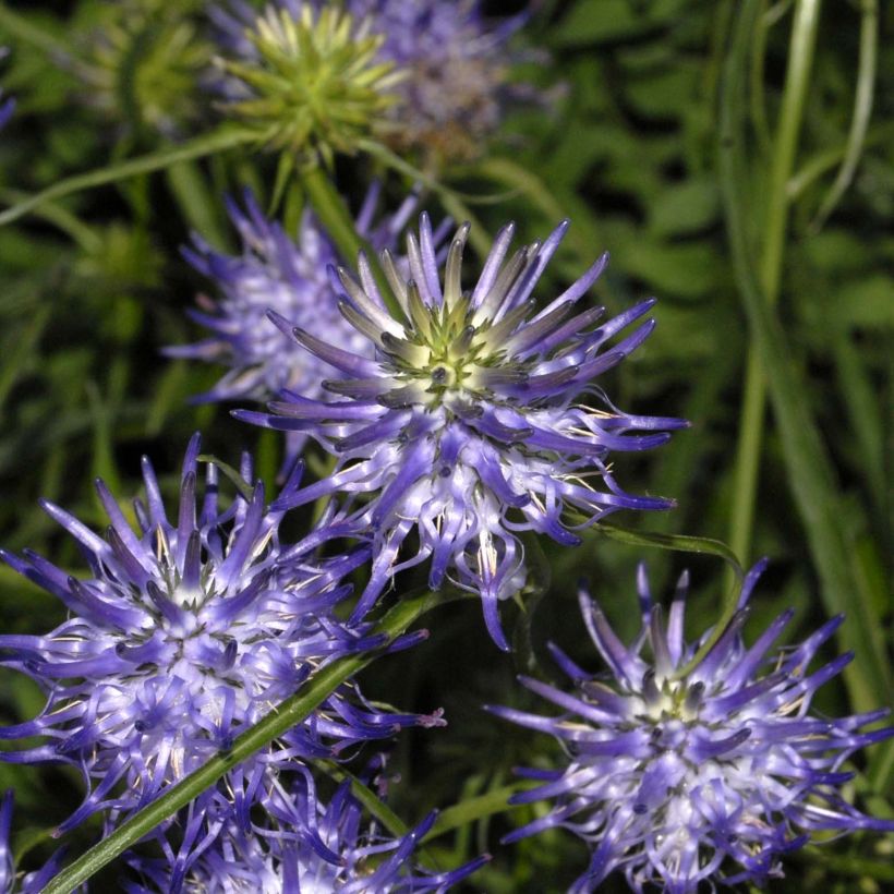 Phyteuma scheuchzeri (Flowering)