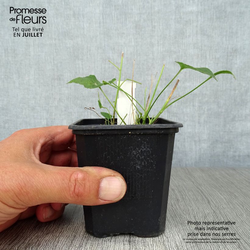 Phyteuma scheuchzeri 8/9 cm pot sample as delivered in summer