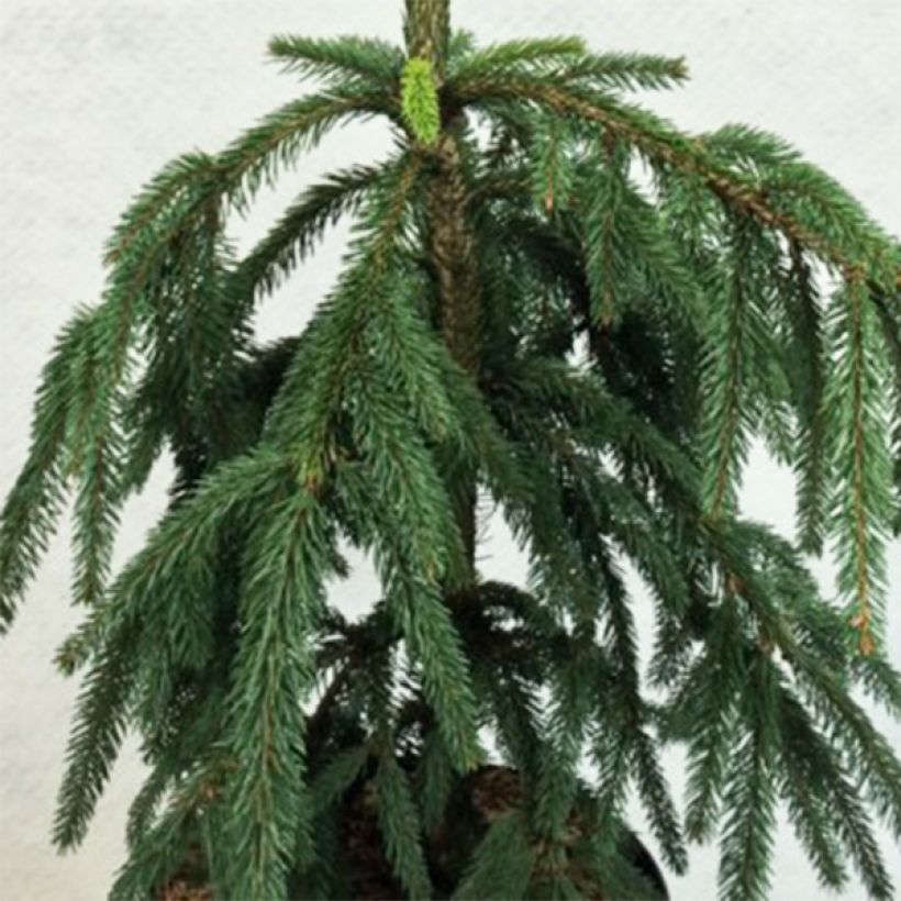 Picea abies Aarburgh - Norway Spruce (Foliage)