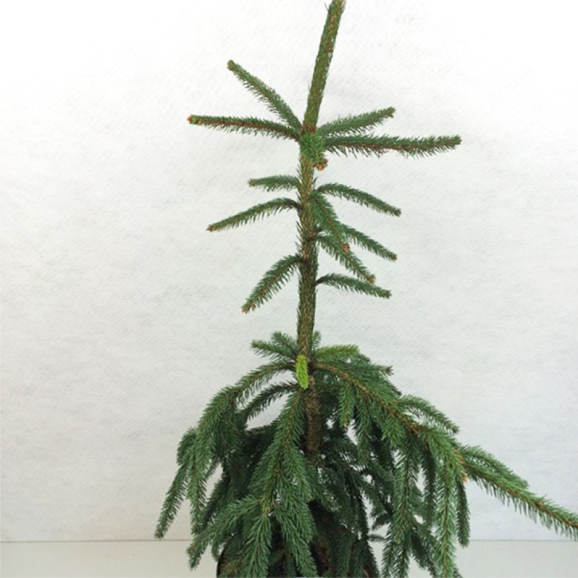 Picea abies Aarburgh - Norway Spruce (Plant habit)