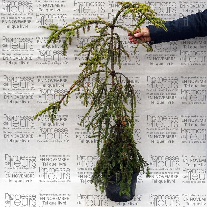 Example of Picea abies Aarburgh - Norway Spruce 7.5L/10L pot specimen as delivered