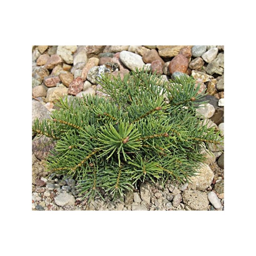 Picea abies Eagle Point - Norway Spruce (Plant habit)