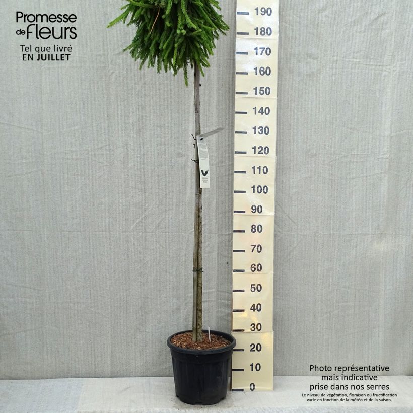 Picea abies Frohburg - Norway Spruce 20L/25L pot sample as delivered in summer