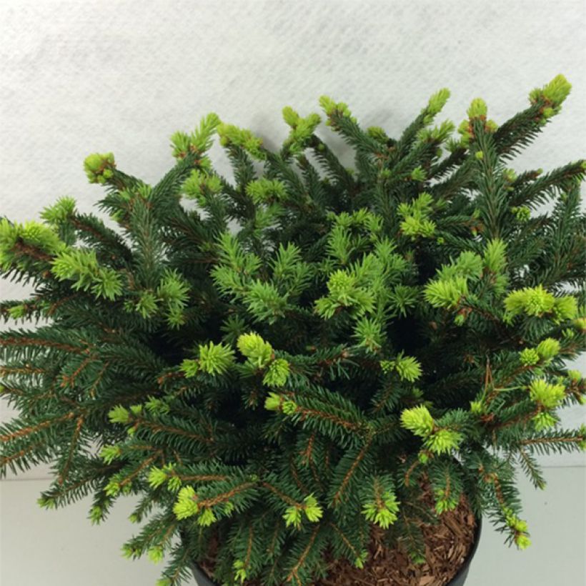 Picea abies Hana Subutus - Norway Spruce (Plant habit)