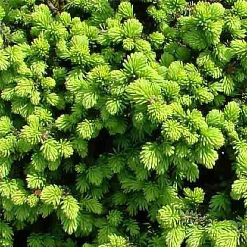 Picea abies Little Gem - Norway Spruce (Foliage)