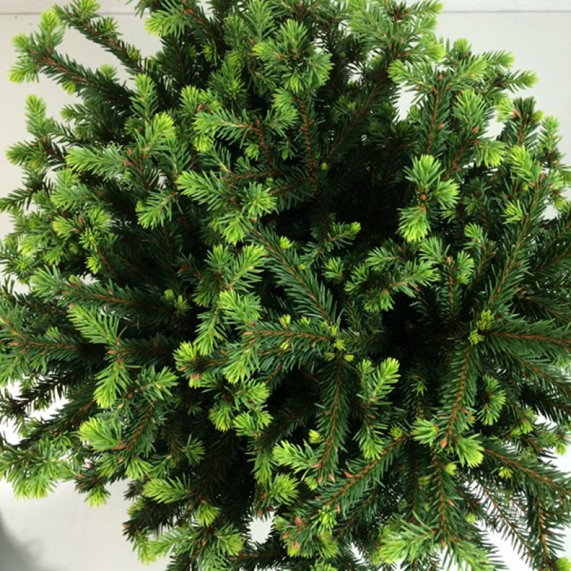 Picea abies Maxwellii - Norway Spruce (Foliage)