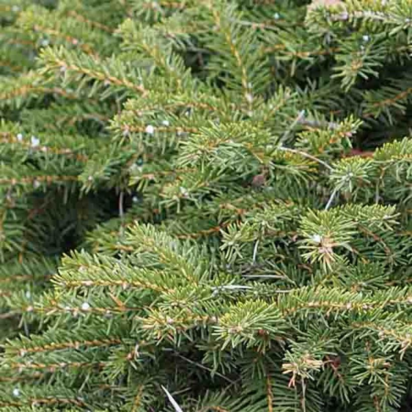Picea abies Nidiformis - Norway Spruce (Foliage)