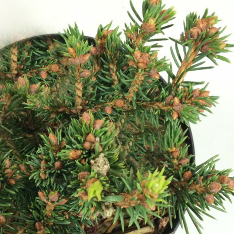 Picea abies Petra - Norway Spruce (Foliage)