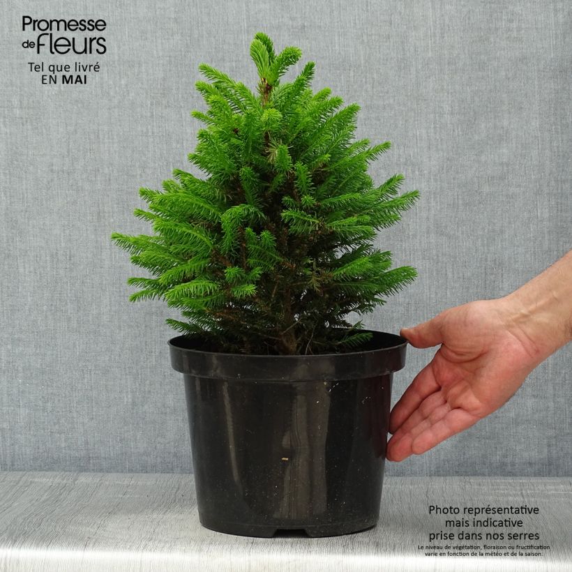 Picea abies Will's Zwerg sample as delivered in spring