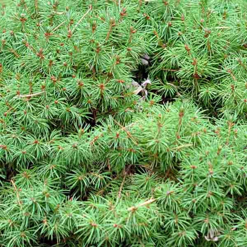 Picea glauca Alberta Globe - White Spruce (Foliage)