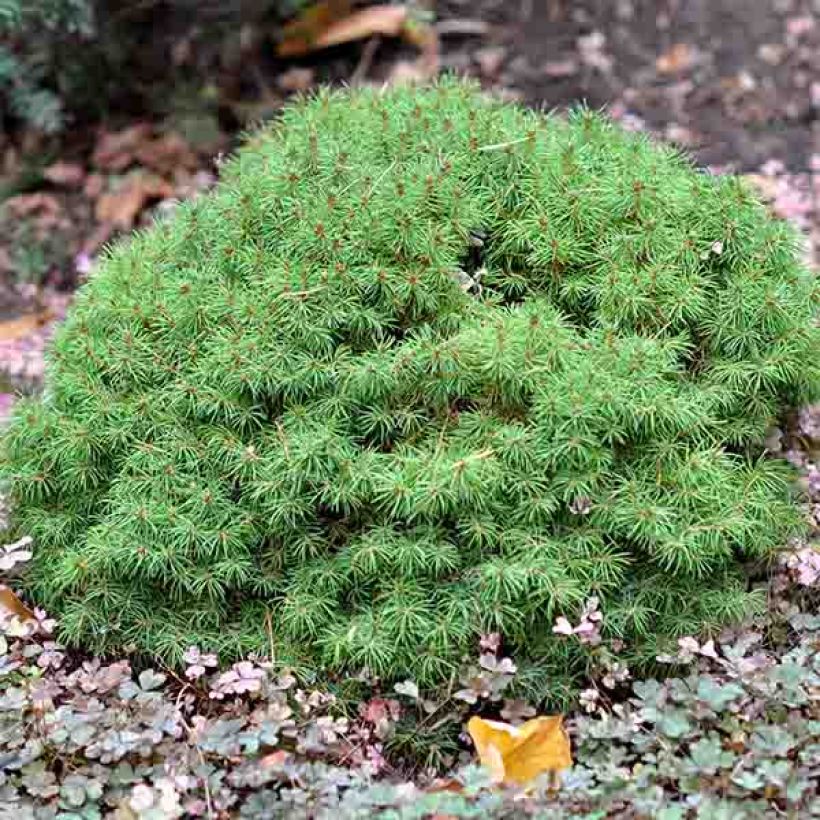 Picea glauca Alberta Globe - White Spruce (Plant habit)
