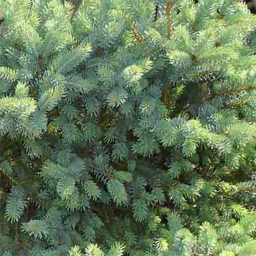 Picea glauca Cecilia - White Spruce (Foliage)