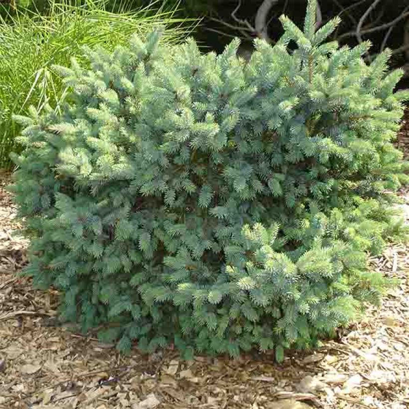 Picea glauca Cecilia - White Spruce (Plant habit)