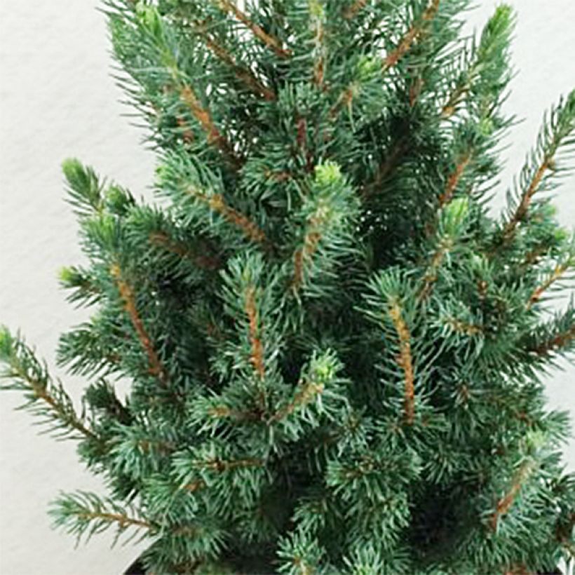 Picea glauca Conica Blue - White Spruce (Foliage)