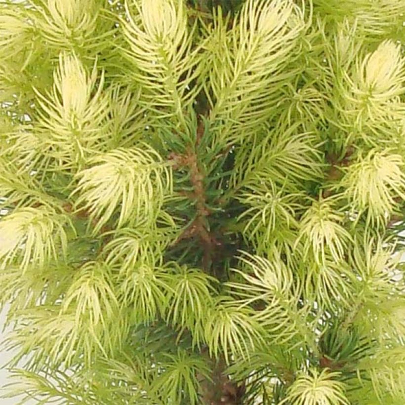 White spruce - Picea glauca Daisys White (Foliage)