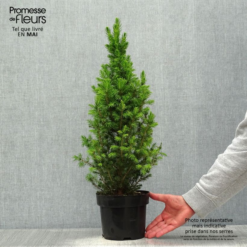 Picea glauca December - White Spruce sample as delivered in spring