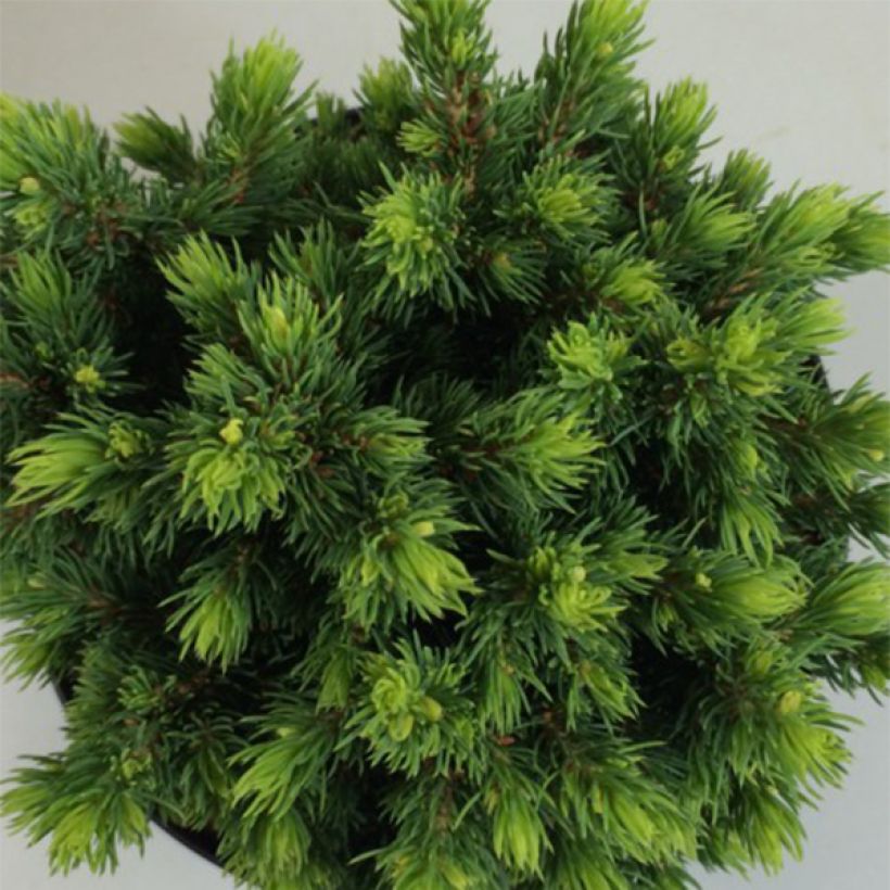 Picea glauca Dendrofarma Gold - White Spruce (Foliage)