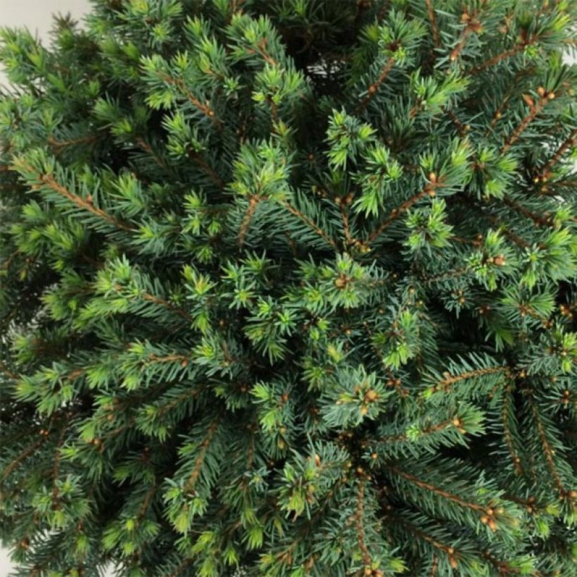 Picea glauca Echiniformis Echt - White Spruce (Foliage)