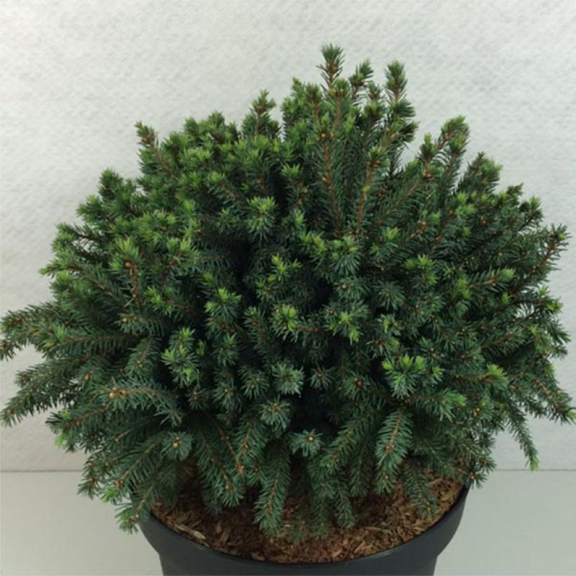 Picea glauca Echiniformis Echt - White Spruce (Plant habit)