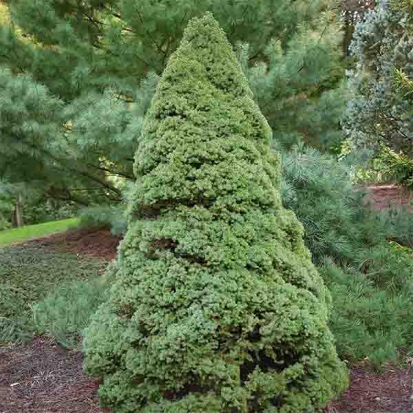 Picea glauca Rainbows End - White Spruce (Plant habit)