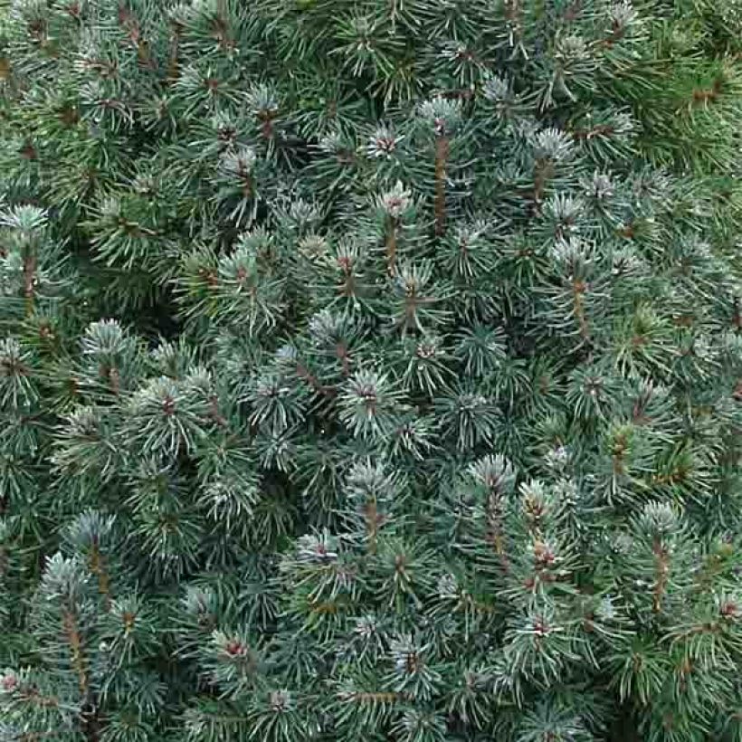 Picea glauca Sanders Blue - White Spruce (Foliage)