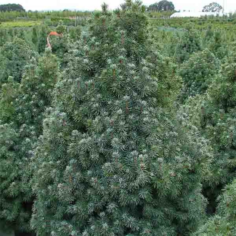 Picea glauca Sanders Blue - White Spruce (Plant habit)