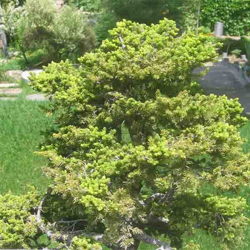 Picea jezoensis subsp. hondoensis (Plant habit)