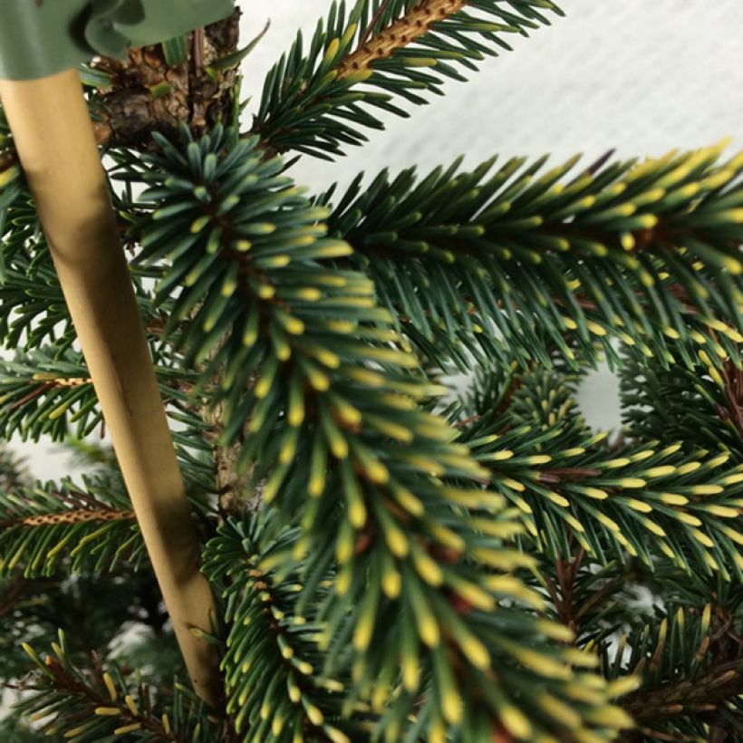 Picea mariana Aurea - Black Spruce (Foliage)