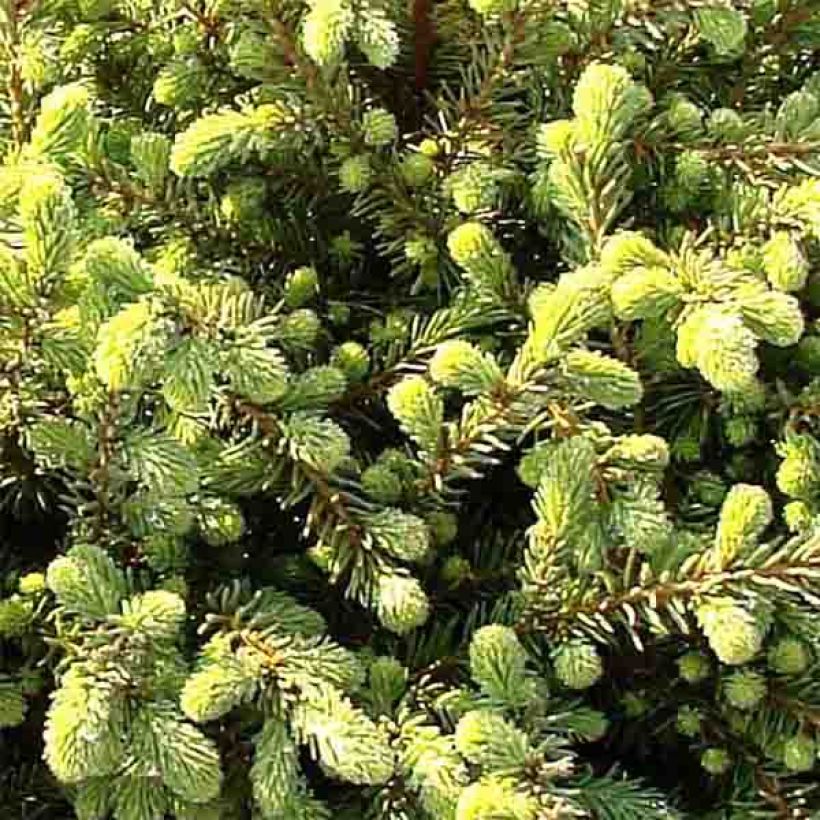 Picea mariana Nana - Black Spruce (Foliage)