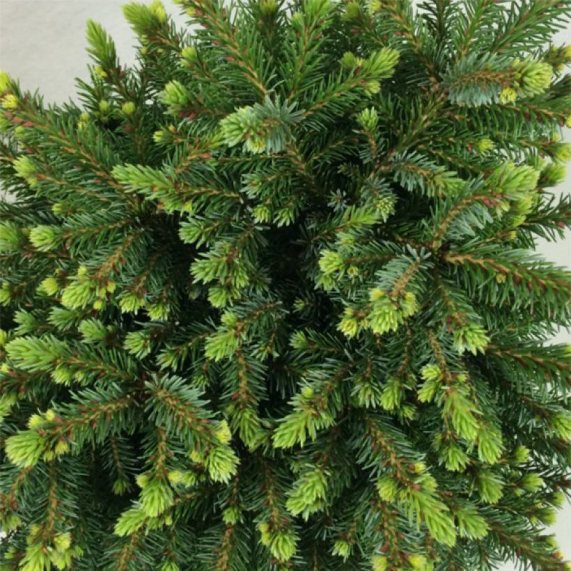 Picea omorika Beskid - Serbian Spruce (Foliage)