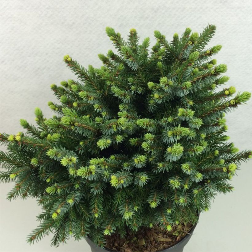 Picea omorika Beskid - Serbian Spruce (Plant habit)