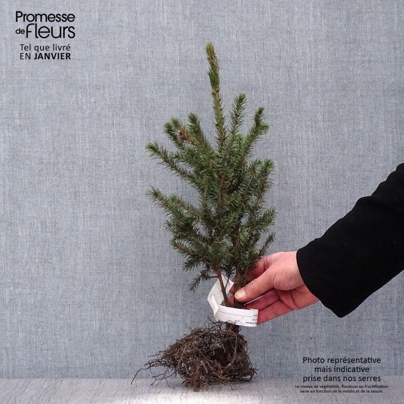 Picea omorika - Serbian Spruce Bare root sample as delivered in winter