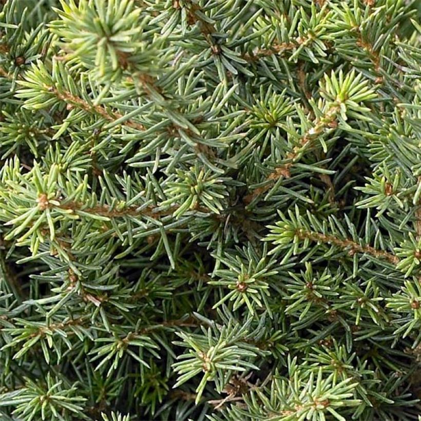 Picea omorika Karel - Serbian Spruce (Foliage)