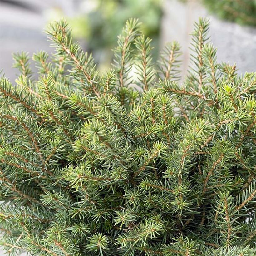 Picea omorika Karel - Serbian Spruce (Plant habit)