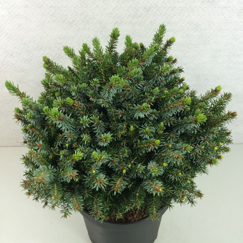 Picea omorika Morava - Serbian Spruce (Plant habit)