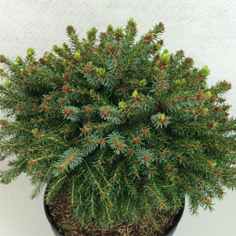 Picea omorika Treblitsch - Serbian Spruce (Plant habit)