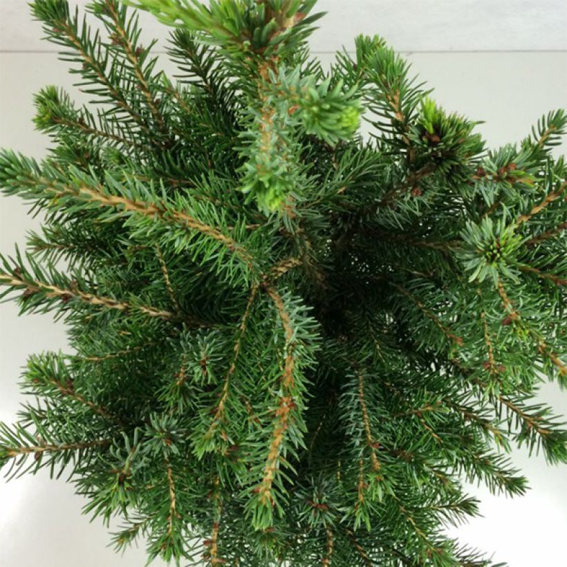 Picea omorika Wodan - Serbian Spruce (Foliage)