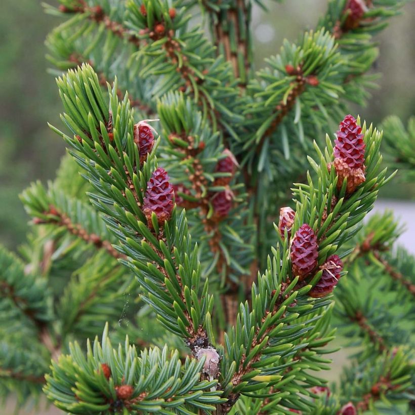 Picea omorika Nana - Serbian Spruce (Foliage)