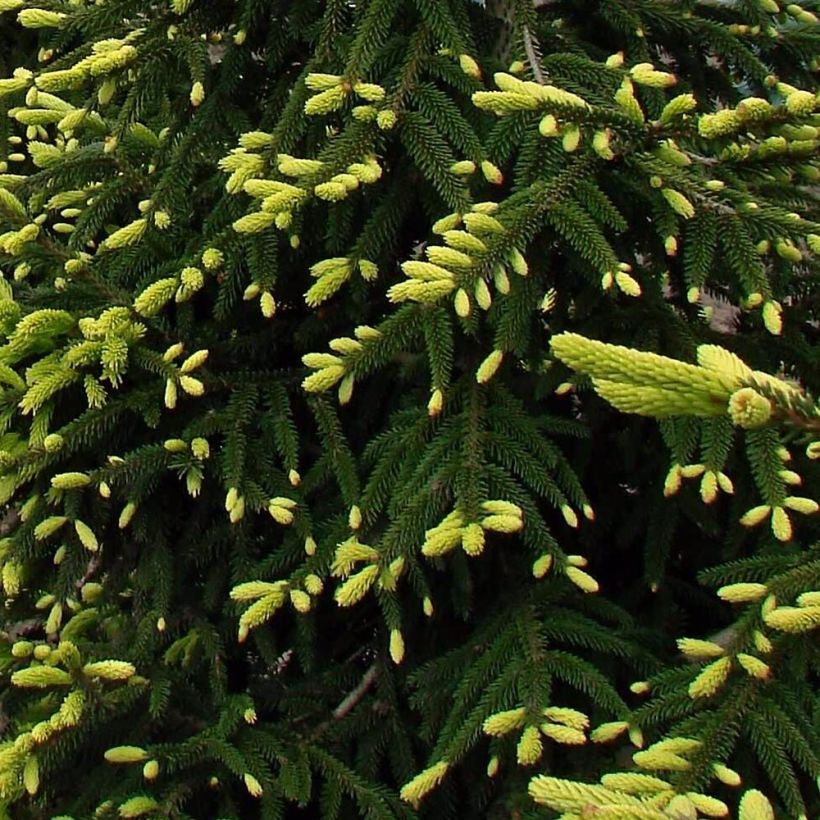 Picea orientalis Aureospicata - Caucasian Spruce (Foliage)