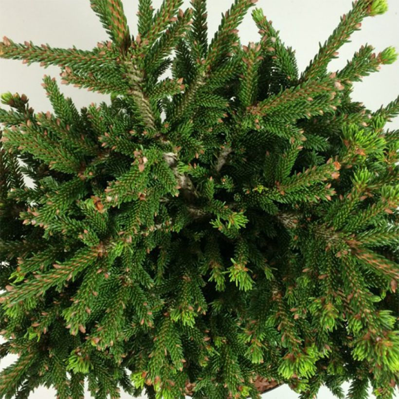 Picea orientalis Barnes - Caucasian Spruce (Foliage)