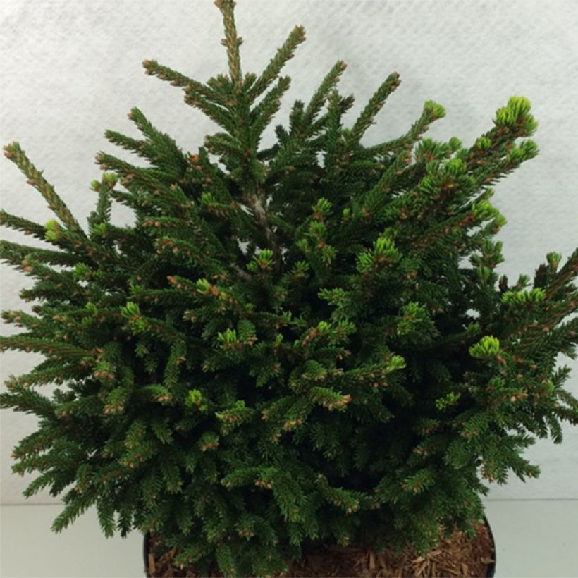 Picea orientalis Barnes - Caucasian Spruce (Plant habit)